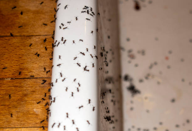 Best Local Pest Control Services  in Lisbon, ME