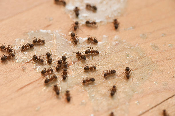 Best Emergency Pest Control  in Lisbon, ME